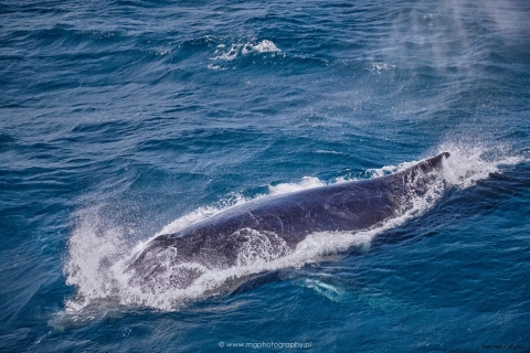 Whale 6